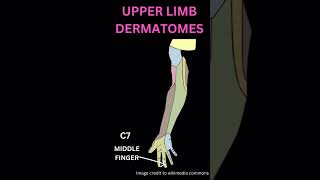 Upper limb dermatomes [upl. by Egrog]