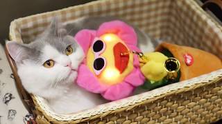 Funny videos  I Really Dont Care Do U Funny Cat Videos [upl. by Uot]