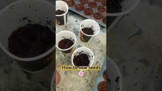 dekhiye m seeds kese lgata hu flowers gardengreensmusic winterplants wintergardening [upl. by Yelwah]