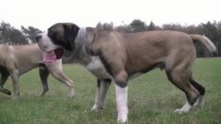 Boerboel Ysterberg line breed Mojo brothers [upl. by Hansen]