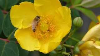 Honeybee on Hypericum セイヨウミツバチ♀がキンシバイで花粉集め [upl. by Dreeda]