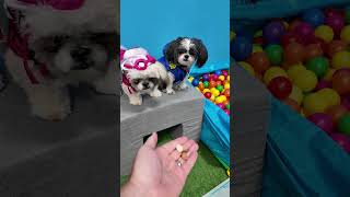 Wiggles Waggles and Waffles Go On a Paw Patrol Mission FamilyFun FunnyDogs PawPatrolDogs [upl. by Florio501]