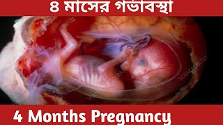 ৪ মাসের গর্ভাবস্থা4 Months Pregnancy Bangla৪ মাসে গর্ভে শিশু কিভাবে বড় হয়13 to 17 weeks preg [upl. by Eloise]