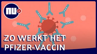 Zo moet het Pfizervaccin het coronavirus in je lichaam bestrijden  NUnl [upl. by Celene]