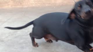 Dachshund dog barking [upl. by Kasevich]