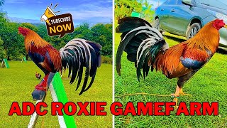 LETS GO TO BEAUTIFUL ADC ROXIE GAMEFARM [upl. by Hekker]