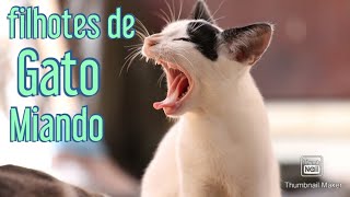 Filhotes de gato chamando a mãe filhotes de gato miando [upl. by Lemart739]