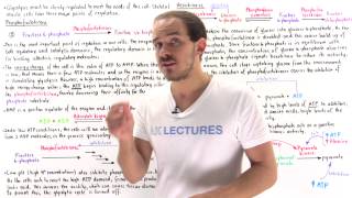 Regulation of Glycolysis in Skeletal Muscle [upl. by Marven290]