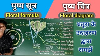 FLORAL FORMULA AND FLORAL DIAGRAM पुष्प सूत्र एवं पुष्प चित्र धतूरा का पुष्प सूत्र एवं पुष्प चित्र। [upl. by Ahsilram]