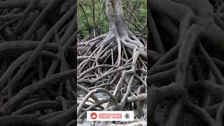 What are mangrove forest facts nature geoscientist mangrove [upl. by Rustie283]