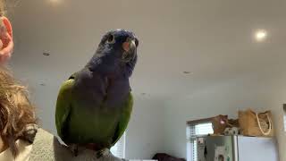 Blueheaded Pionus parrot Kobe talking on my shoulder [upl. by True238]