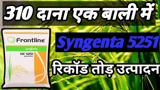 Syngenta NK 5251 hybrid dhaan रिकॉड तोड़ उत्पादन। Syngenta 5251 [upl. by Torhert]