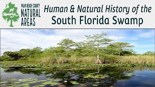 ERM Virtual Field Trip Human amp Natural History of the South Florida Swamp [upl. by Temhem]