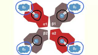 Transportproteine am Beispiel von Hämoglobin [upl. by Perice]