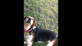 Treeing Walker Coonhound baying [upl. by Lertram]