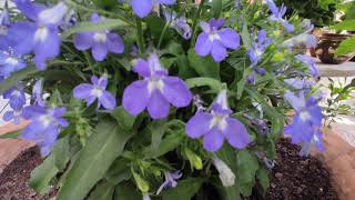 Lobelia siembra cuidados y Elixir en mi Patio [upl. by Htor]