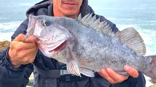 Rock Fishing A Jetty For Lingcod amp BIG Black Rockfish [upl. by Elita]