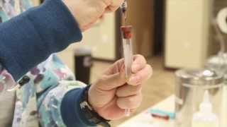 Basic Blood Collection  Veterinary Technician Training [upl. by Merce]