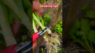 Trimming Spring Onions and Growing rootsgardeningtipsorganicfarming Greenonionsytshots [upl. by Marquita761]