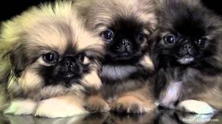 Pekinois a vendre  wwwHiverPekingesecom [upl. by Nate]