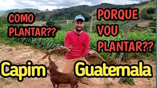 Capim Guatemala como plantar plantei pra comparar com o Brs capiaçu [upl. by Gates]