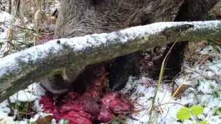 Wild boars found gralloch [upl. by Xavier811]