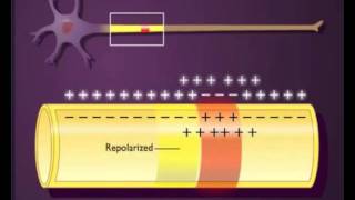 Kontinuierliche und saltatorische Erregungsleitung [upl. by Aurelie]