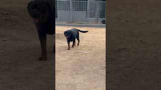 Patron patrolling hausofvigilio rottweiler rotts babyrottweiler dog rottweil rottweilerdog [upl. by Muriel]