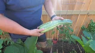 COSTATA ROMANESCO  Hand pollinating and harvest [upl. by Wren]