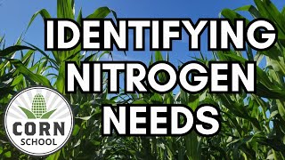 Corn School Which leaf identifies nitrogen needs [upl. by Atiuqer449]