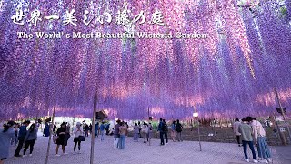 The Worlds Most Beautiful Wisteria Garden【Ashikaga Flower Park 2021】  4K [upl. by Anwahsak]