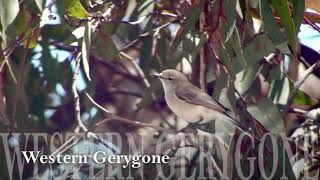 Western Gerygone [upl. by Williamson]