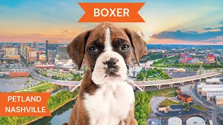 Boxer Breed Highlights [upl. by Fradin]