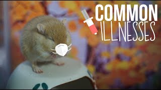 Common Gerbil Illnesses  What to Look Out For [upl. by Kaycee]