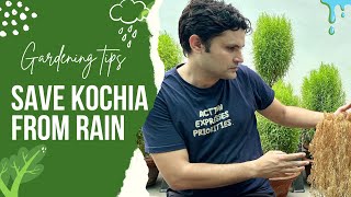 मानसून की लगातार बारिश से कोचिया को कैसे बचाए। How to save kochia in a rainy session 🌧️ [upl. by Aleahcim]