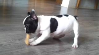 Franse bulldog meisje 14 weken [upl. by Gerladina]