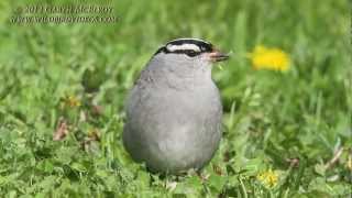 Whitecrowned Sparrow in Maine [upl. by Aivun]