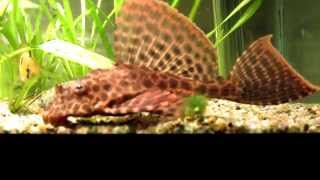 Leopard Sailfin plecostomus Pterygoplichthys gibbiceps high detail [upl. by Backler]