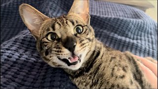 F2 Savannah Cat Zara Has The Sweetest And Cutest Meows And Purrs In The World Will Melt Your Heart [upl. by Skees]