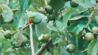 Rose Ringed Parakeet Video । Information about Roseringed parakeet [upl. by Healy959]