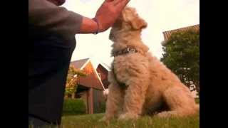 9 week Labradoodle puppy dog Training and Tricks [upl. by Anton]