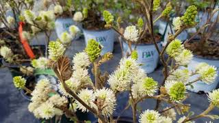 Fothergilla Mt Airy [upl. by Azar517]