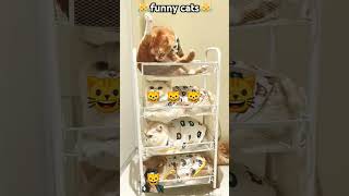 MG ❤ cat catt funny pets catlover funnycats catcomedy catvideos funnyanimal catshorts [upl. by Janel105]