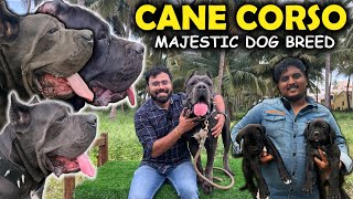 Cane Corso Italian Mastiff  Majestic Dog Breed  Coimbatore Kennel [upl. by Questa]