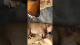 Puppies are playing with their siblings Cute Lovely [upl. by Catlee]