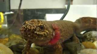 Neotenic Pacific Giant Salamander feeding [upl. by Lindy]