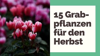 15 wunderschöne Grabpflanzen für den Herbst [upl. by Nidla]