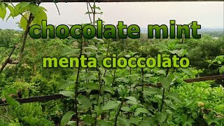 menta quotcioccolatoquot Mentha x piperita Chocolate Mint medicinal plant [upl. by Hoebart]