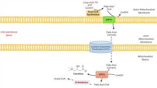 Carnitine Shuttle  Purpose and Mechanism [upl. by Moreta194]