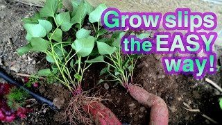 How to Grow Sweet Potato Successfully  Its Super EASY [upl. by Swanson399]